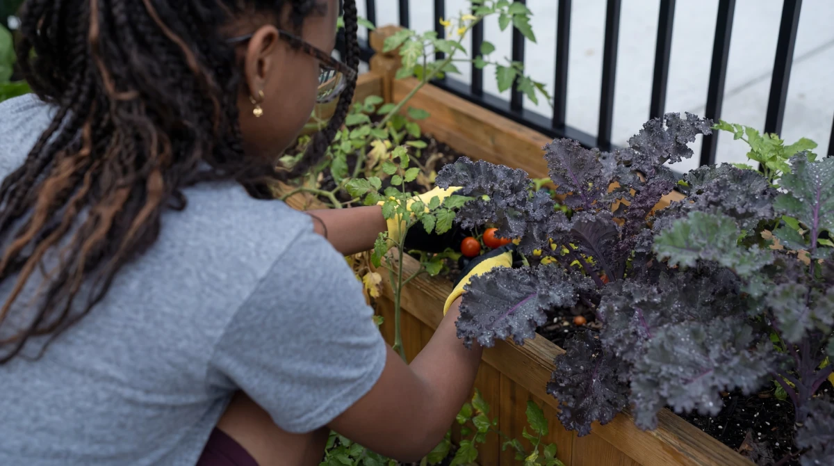 Raised garden beds at Central Florida Prep