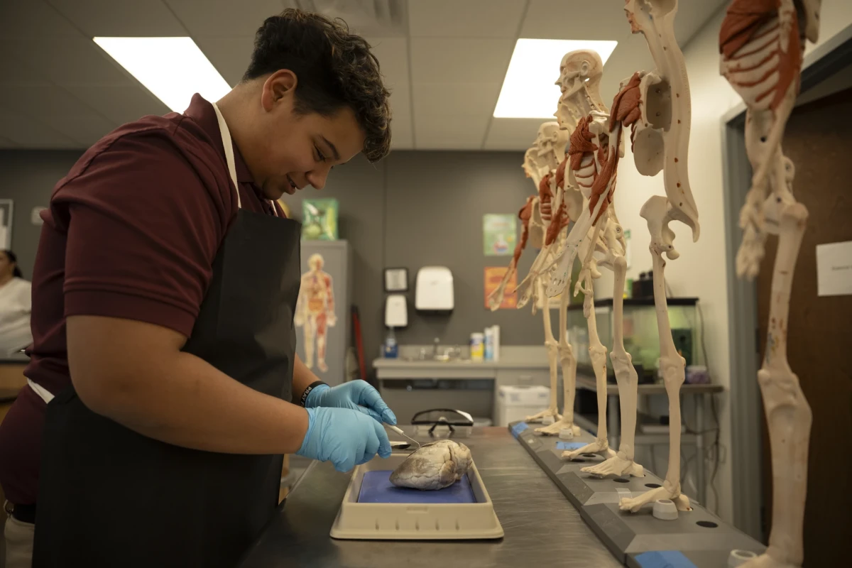 A Central Florida Prep high school student wearing gloves and an apron examines a specimen in the science lab beside anatomical models
